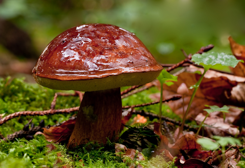 In diesem Jahr muss man die Pilze im Wald mit der Lupe suchen. Auch dieser Maronenmöhrling entstammt besseren Jahren und ist kein Gewächs aus 2016. Foto: Karl Dichtler/pixelio.de