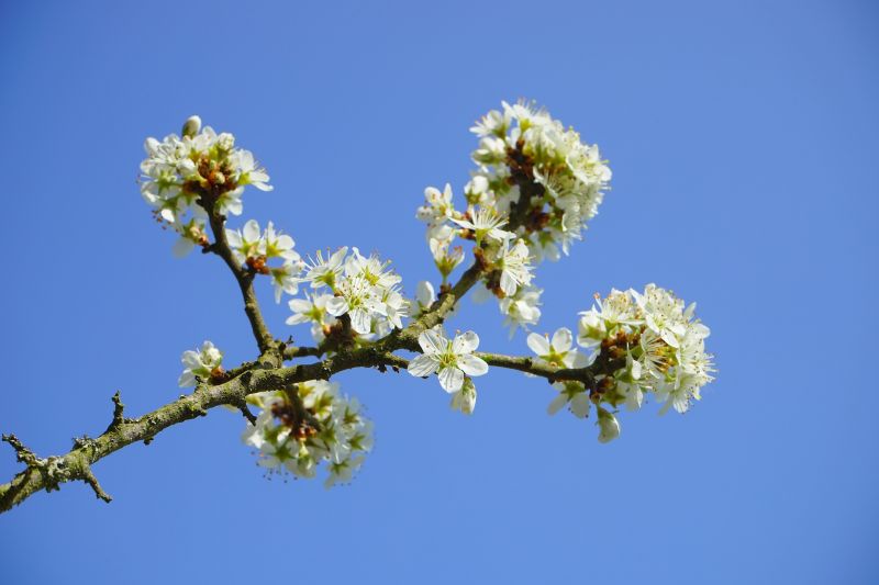 Blüten des Schwarzdorns. Sie enthalten Flavonoide, Quercetin, Kämpferolgykoside und Cumarinderivate. Ein Tee daraus hilft bei Durchfallerkrankungen, Magenbeschwerden sowie Blasen- und Nierenproblemen. (Foto: Pixabay)