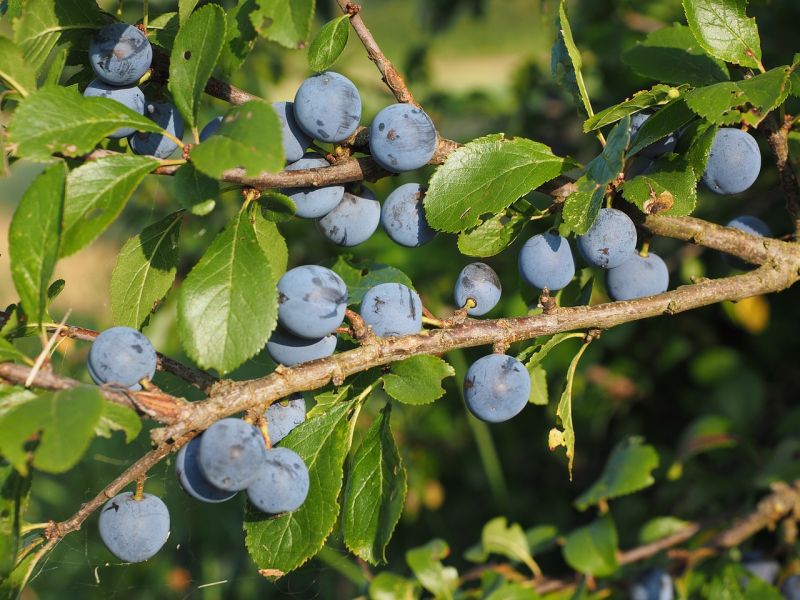 Schlehen sehen zwar appetitlich aus, sind aber erst nach dem ersten Frost zu genießen. Der saure-bittere Geschmack rührt von den in den Früchten enthaltenen Gerbstoffen her. Die werden zum größten Teil abgebaut, wenn das Thermometer unter den Gefrierpunkt fällt. (Foto: Pixabay)