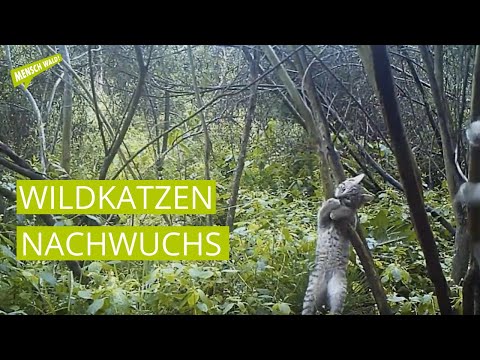 Wildkatzen Nachwuchs 2015