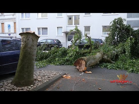 Riesen Baum kracht auf Auto