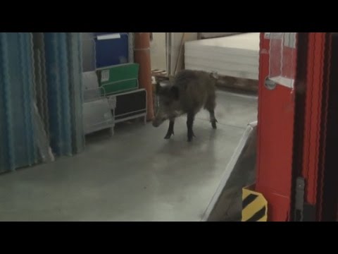 Wildschwein bricht nachts in Frohnhausener Baumarkt ein