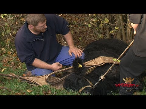 Tier in Not! Feuerwehr konnte Kuh Karla erfolgreich retten (Netphen/NRW)