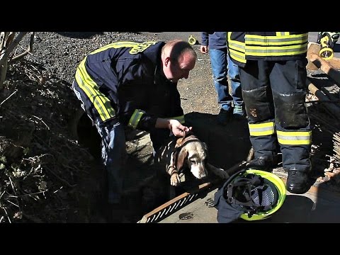 Hund in Kanal gefangen! Feuerwehr leistet Hilfe (Hilchenbach-Müsen/NRW)