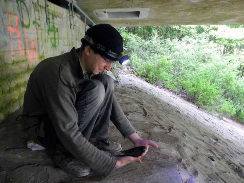 Der Biologe Arndt Wellbrock bei der Arbeit mit „seinen“ Mauerseglern unter der Talbrücke Ronnewinkel im Kreis Olpe. (Foto: Uni Siegen)