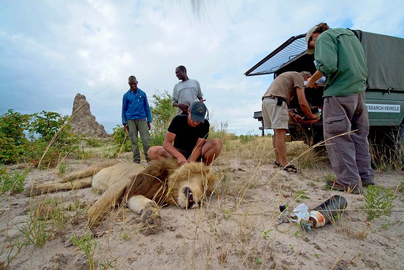 Biologen der CLAWS Conservancy haben einen Löwen betäubt und legen ihm ein GPS-Halsband an. Der integrierte Sender verrät, wo sich der Löwe und sein Rudel im Delta aufhalten. (Foto: Barry Skinstad)