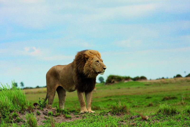 Knapp 70 Löwen leben heute noch an der nördlichen Grenze des Okavango-Deltas. Das Gebiet ist von der UNESCO zum Weltnaturerbe ernannt worden. (Foto: Universität Siegen)