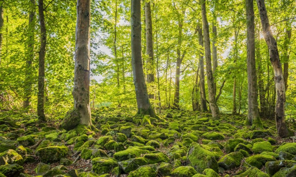 Natur, Licht und neue Perspektiven: Fotowalk am Großen Stein lädt zum...